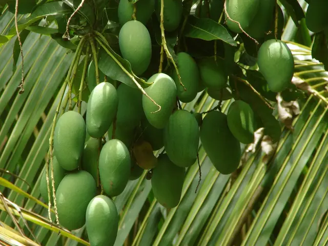 Enhancing Mango Farmland for Maximum Harvest: Essential Guidelines to Follow