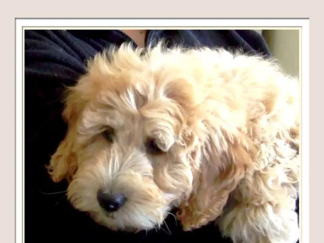 Top Dog Breeds with the Longest Lifespans Revealed