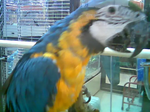 Residence of the Avian Species at the Bird Park: A Peaceful Abode for the Aras Birds