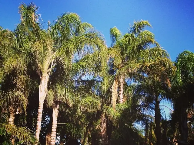 An uncommon palm-lined pathway has recently debuted along the lakefront in Abrau-Durso