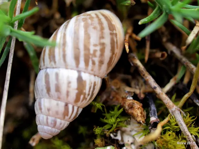 Applying Fertilizer to Fresh Bermuda Grass Sod for Maximum Growth Enhancement