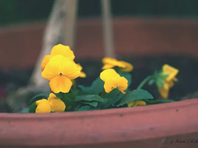 Orchid Rebasing: Important Indicators to Observe