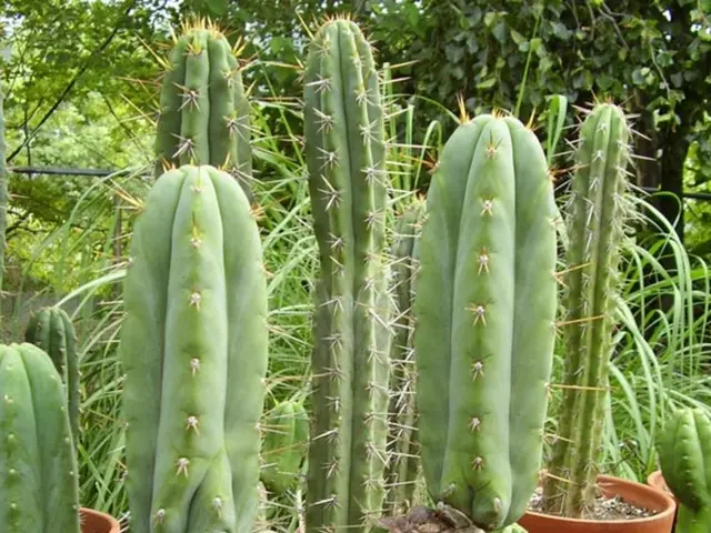 Instructions for Promoting and Maintaining Cactus Health