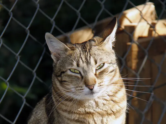 Limited Animal Shelters Demanding Complete Cat Protection Legislation