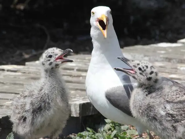 Vibrant Holiday Agenda, Highlighting Abundant Natural Wonders