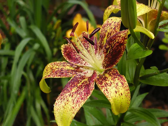 Nine Blossom Seeds Ideal for Sowing during Rainy Season