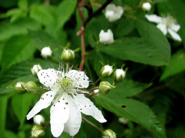 Enhance Your Home's Exterior Charm with the Top 5 Attractive Trees for Your Front Yard