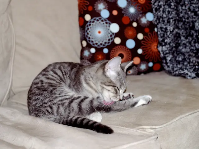 Top 8 Felines Whose Hideousness We Adore Unconditionally