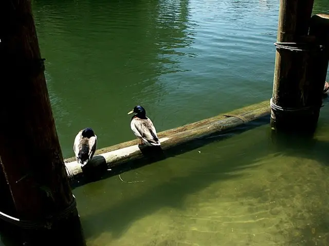 Top-Picked Birdbaths to Boost Bird Population in Your Garden