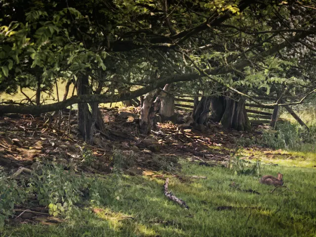 Organic Grass Maintenance Techniques