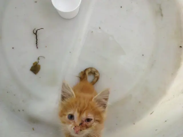 Water boiling can potentially harm or damage drains due to the sudden increase in temperature and...