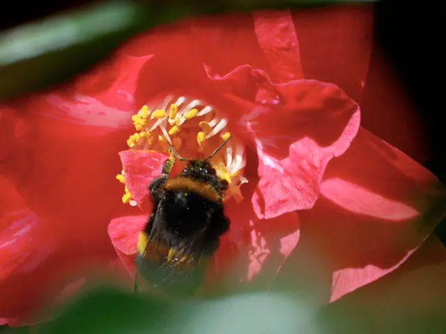 Addressing and Eradicating Root Rot in Orchids, with Strategies for Future Prevention of Infections