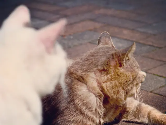 Top 10 Feline Species Ideal for Devoted Owners Seeking Warmth and Affection