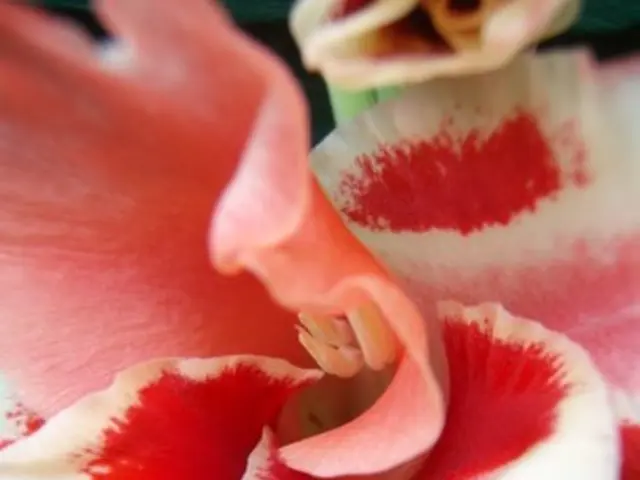 Captivating Design Ideas Featuring Ranunculus Blossoms