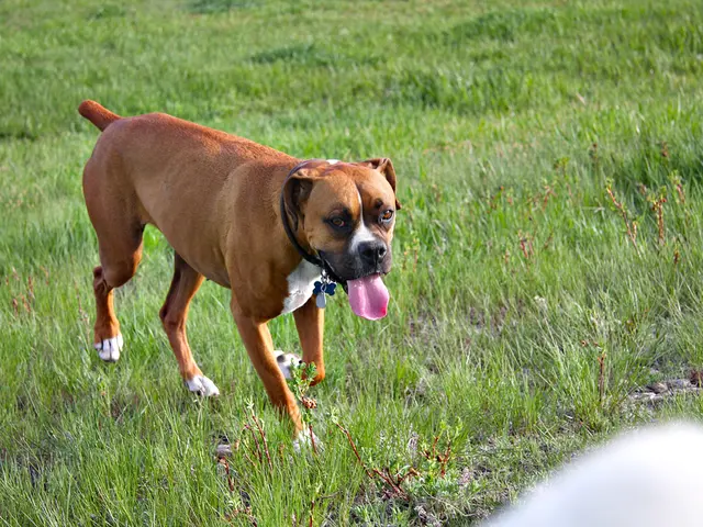 Eliminating Dog Urine Stains on Grass: Top Strategies to Revive Lawns and Hindered Marking