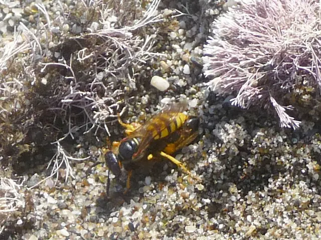 Unanticipated encounter with Asian hornet nest found in a woman's garden in Karlsruhe