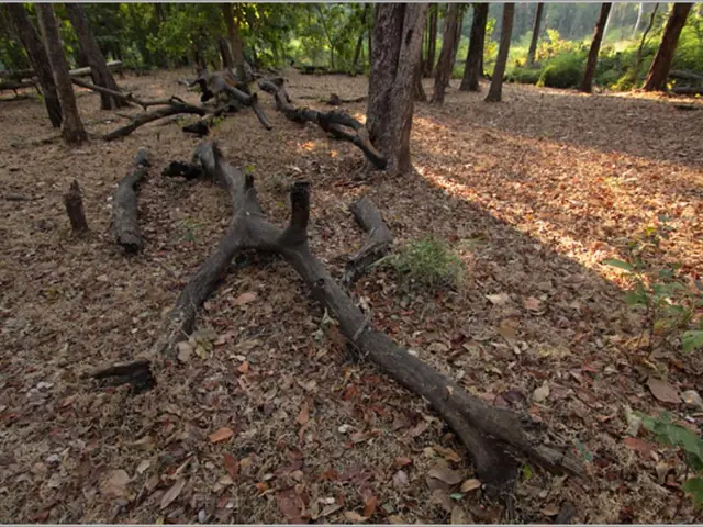 Vibrant Hotspot of Biological Diversity: Deadwood Remains Alive