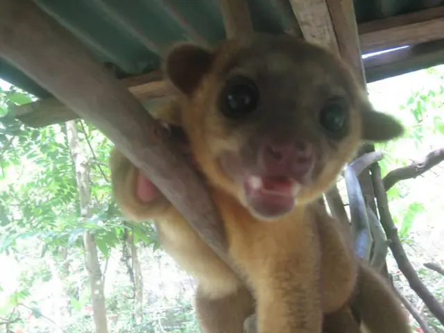 Vancouver Island rehabilitation center marks significant milestone with 60,000th recovering animal...