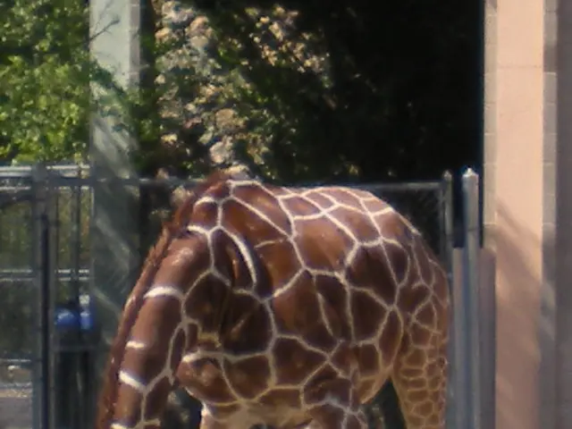 Offspring of giraffes at Leipzig Zoo discovered