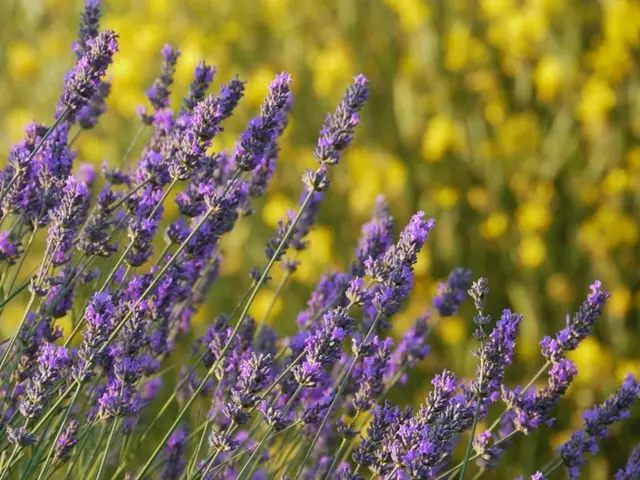 Nine Varieties of Flowers Resembling Lavender