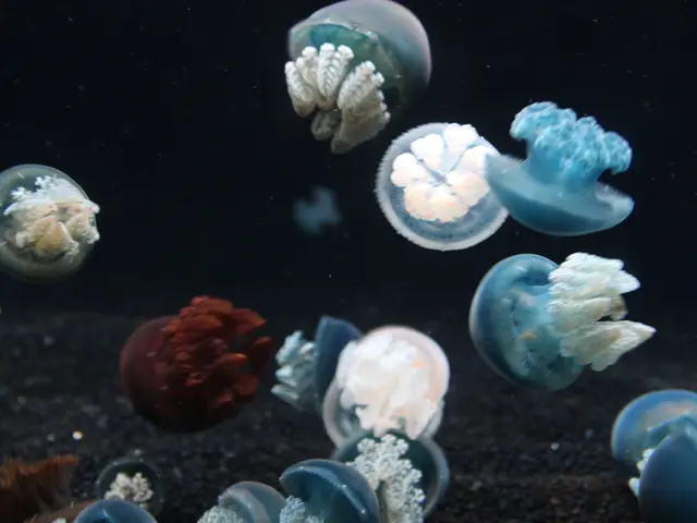 Remarkable Absence of Rare Jellyfish Species in Tourist Locations After Half a Century