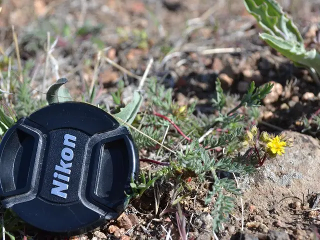 Selecting the Perfect Turf: Natural Grass vs. Artificial Grass