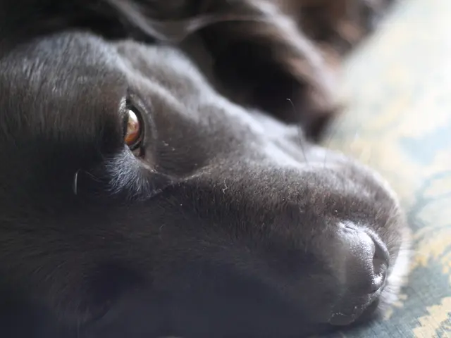 Under the proposed Australian legislation, pet owners may be required to dedicate three hours daily...