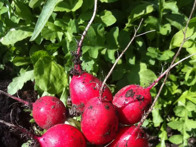 Cultivating Beetroot: A Step-by-Step Guide