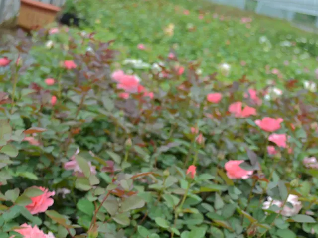 Fascinating Details About Roses You Never Knew!!!