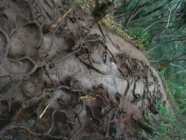 Pruning Bonsai Tree Roots When Transplanting: Fostering Development