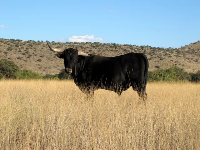 Crane comes to the rescue, lifting a bull out of a pile of manure