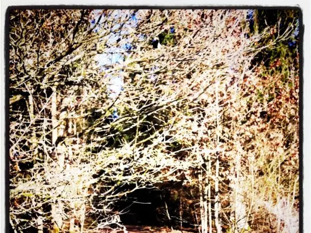 Investment firm, Nest, dedicates £550m to timberland management