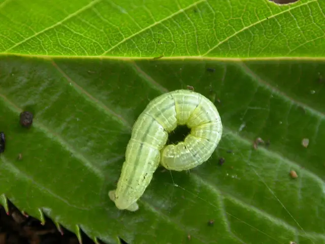 Eliminating Tomato Hornworms Naturally: Exploring 5 Effective Strategies for Deterrence and...