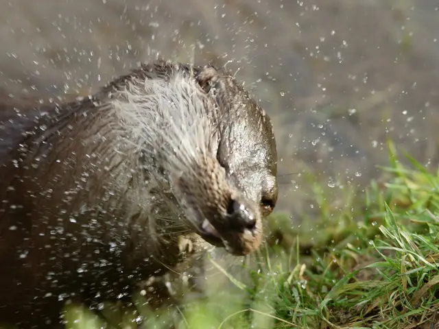 Wildlife park enclosures for otters undergo renovation in Leipzig
