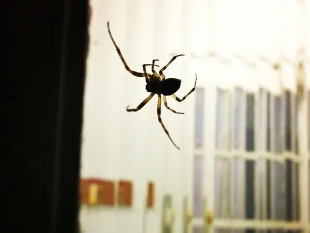 Images depicting spiders' captivating beauty to win over any arachnophobia skeptic