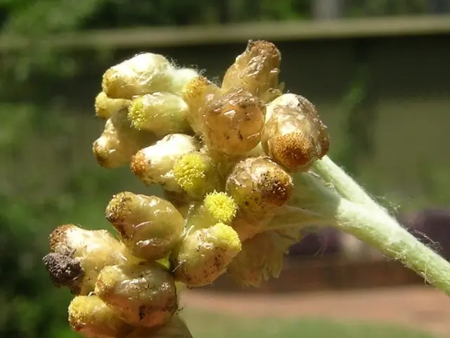 Tool Praised for Easy Weed Removal, Preserving Back Health