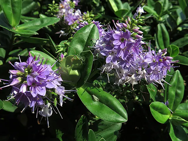 Experiment with green tea oil in your concoctions: the escalating advantages of green tea for hair...