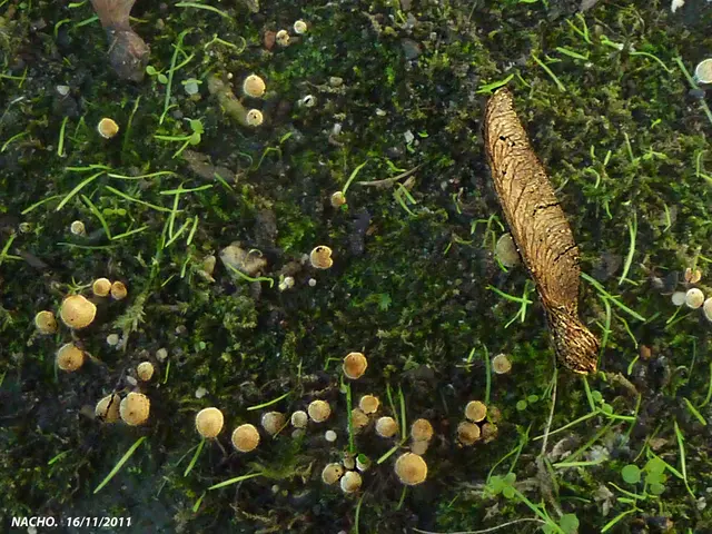 London showcase honoring age-old Afghan carpet artisans