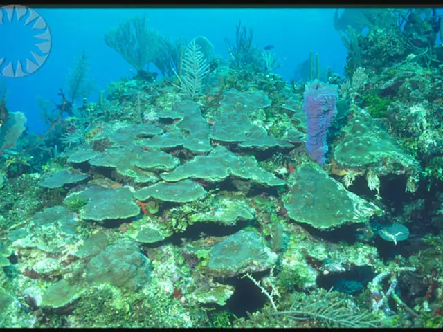 Sweltering Summer Planting Techniques