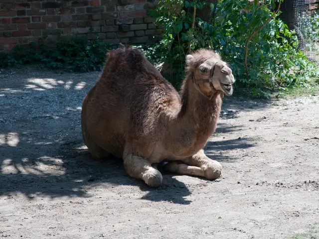 Expanded Guide for Cultivating Camellias: A Comprehensive Handbook on Planting and Maintaining...