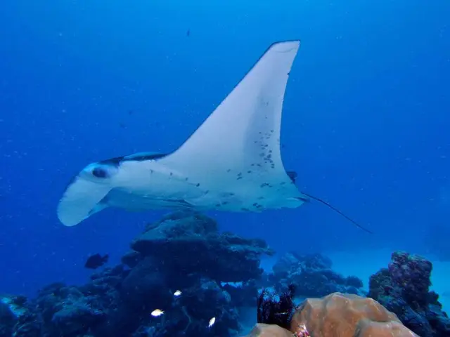 Aquatic Plant Tank Soil Preparation for Bountiful Growth