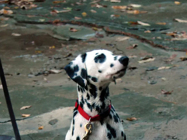Is it suitable for a walk with your dog in the rain?