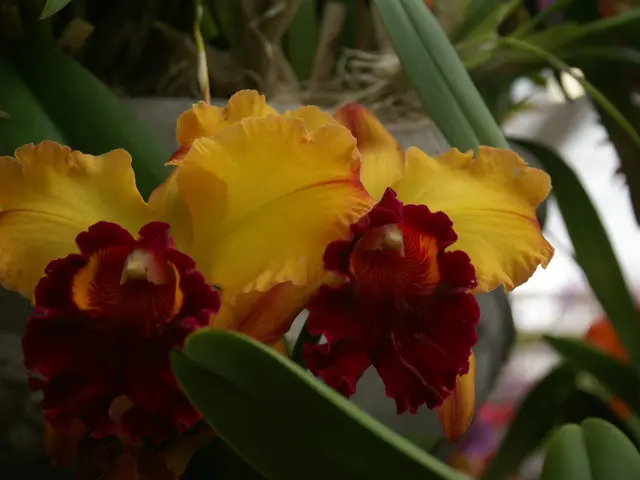 Practical Guide for Trimming Spring-Blossoming Plants