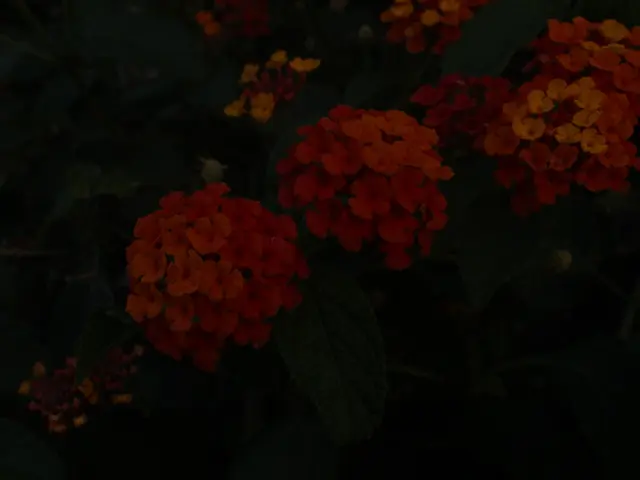 Insights on Construction of a Blossoming Flower Bed Garden