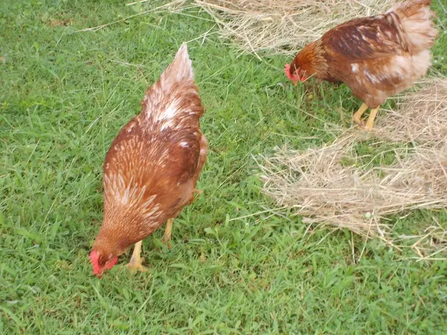 Comprehensive Guide to the Ixworth Chicken Breed: Characteristics, History, and Care
