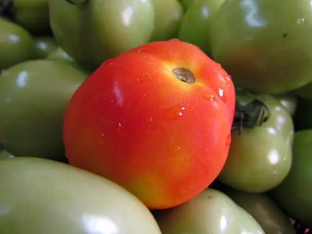 Tomatoes offer benefits as both fertilizers, fungicides, and insecticides, without relying on any...
