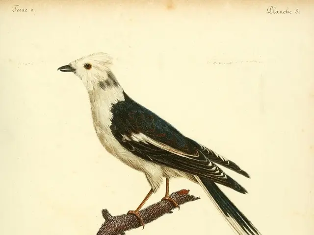 Aluminum Foil Wrapping on Hummingbird Feeders Might Preserve Sweet Nectar During Summer Season