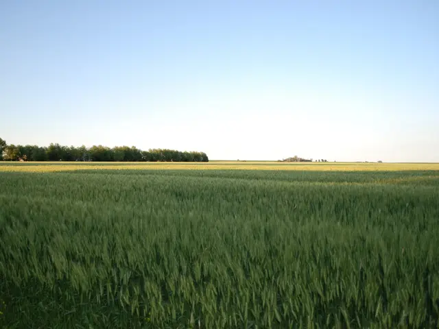 Thousands Gather at Tullamore Show: Audience of 60,000 Witnesses Agricultural and Livestock Display