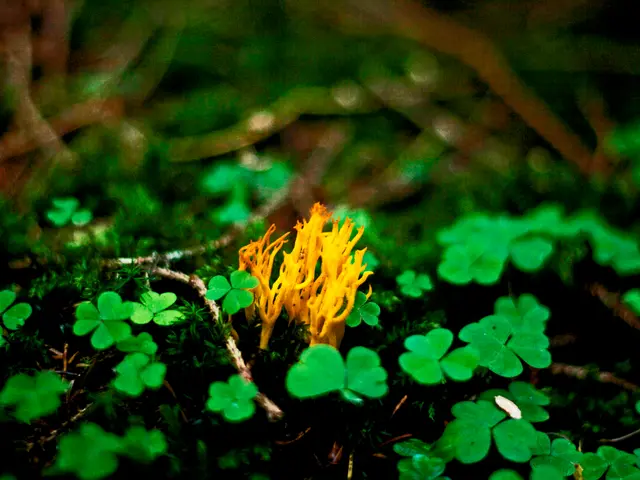 Assessing Soil pH Level Without Harming Vegetation