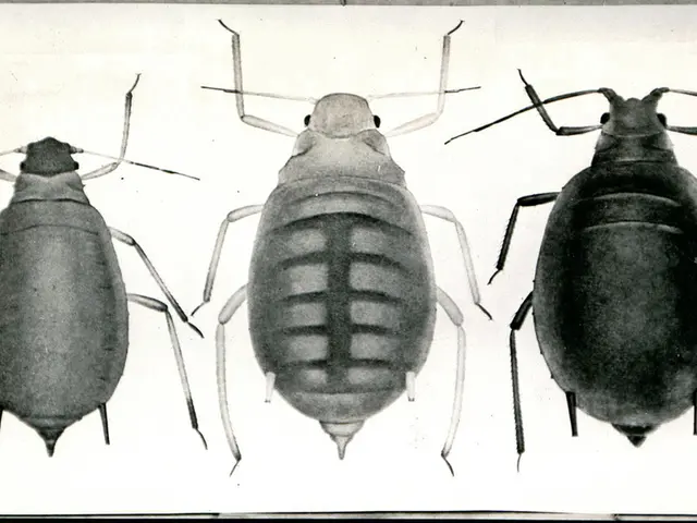 Mario Ludwig's recently published work, titled "Where Ugliness Is Not a Fault"